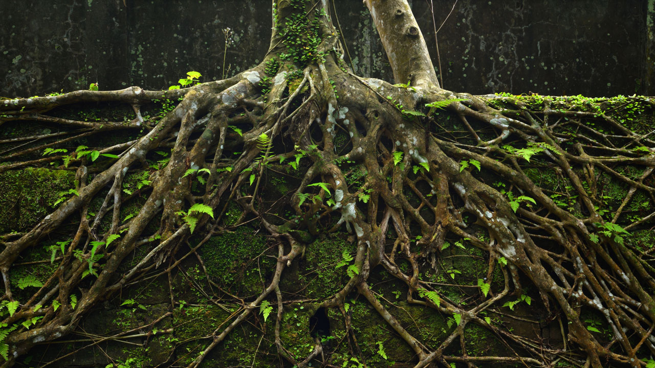 শেকড় বাঁচলে বৃক্ষ বাঁচবে