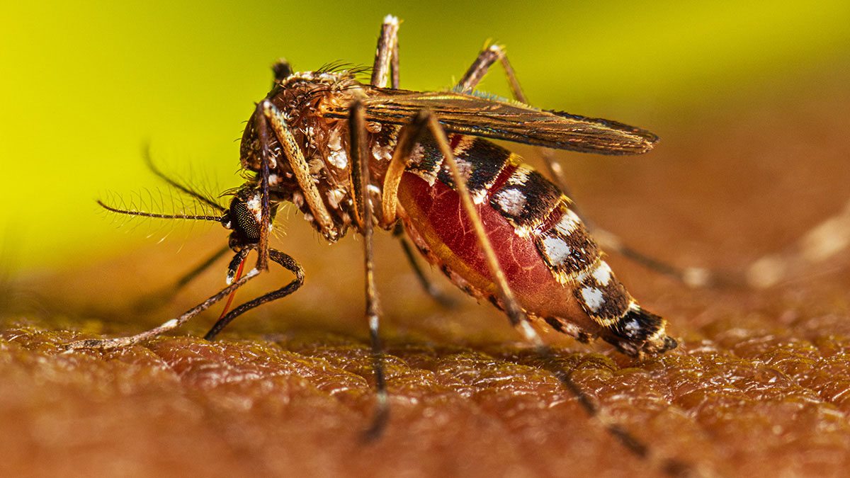 ডেঙ্গু জ্বরের বাহক