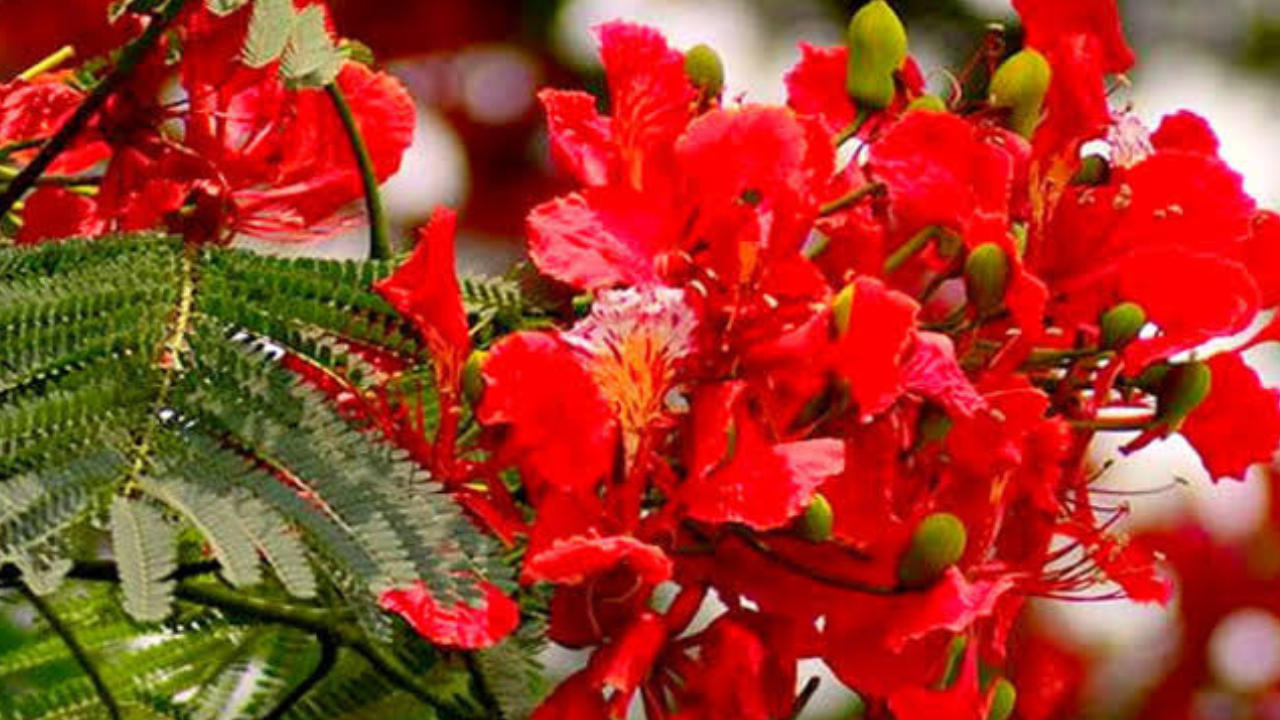 বসন্তের শেষান্তে…