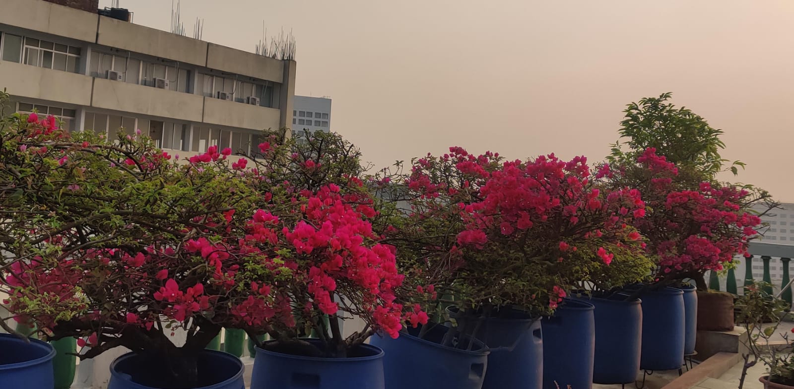 বাগানবিলাসের বিলাস