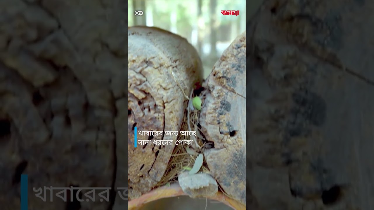 কেন চড়ুইদের সুরক্ষা প্রয়োজন?