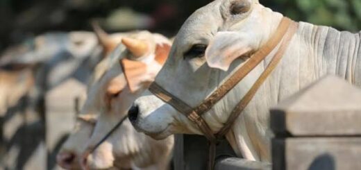 বকরি ঈদ থেকে কোরবানির ঈদ