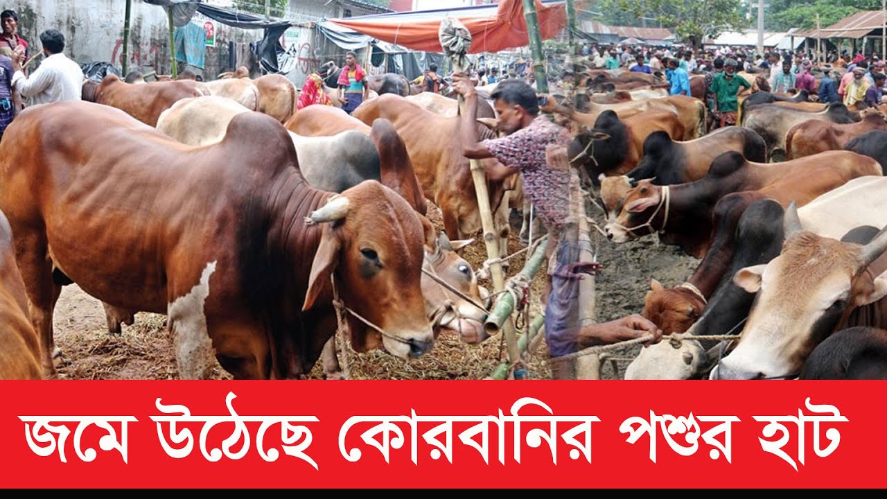 জমে উঠেছে কোরবানির পশুর হাট | Qurbani Cow | Jessore Cow Haat | -অনন্যা