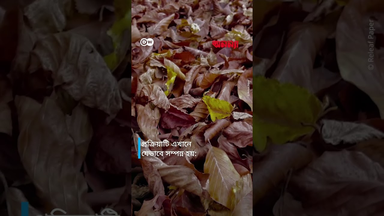 গাছ নয় ঝরা পাতা থেকেই পরিবেশবান্ধব কাগজের ব্যাগ | Anannya | DW