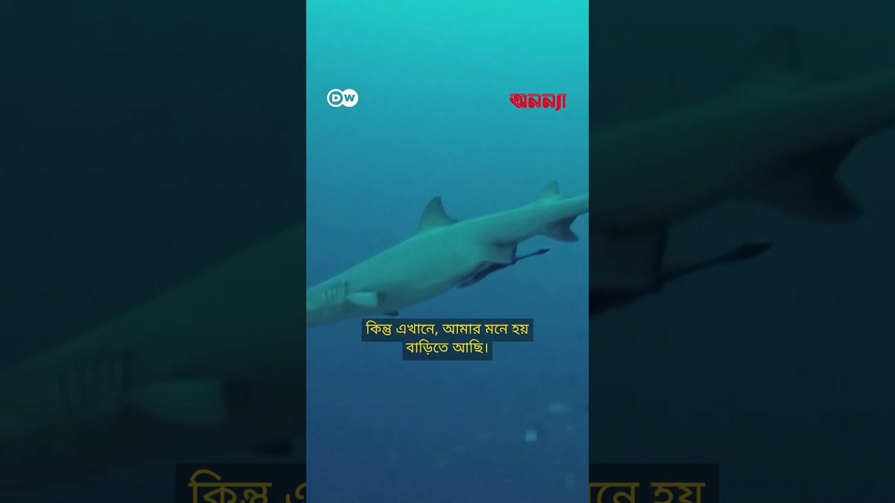 মালয়েশিয়ার শেষ যাযাবর গোষ্ঠী | Anannya | DW