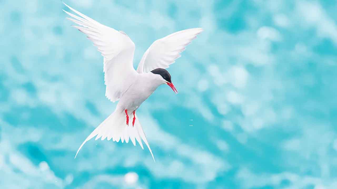 অতিথি