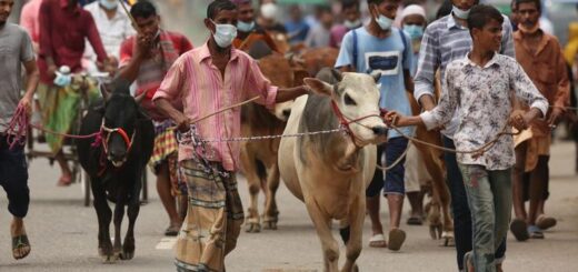 পশু কোরবানির পর বর্জ্য কীভাবে পরিষ্কার করবেন