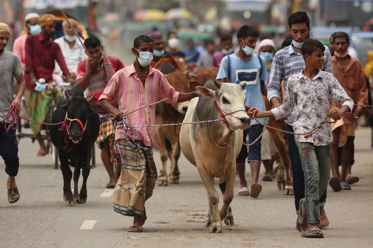 পশু কোরবানির পর বর্জ্য কীভাবে পরিষ্কার করবেন