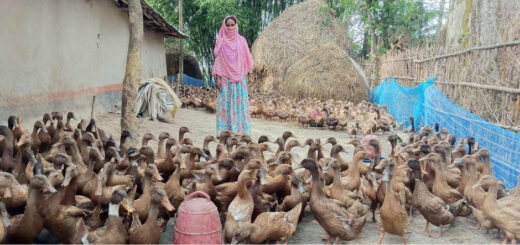 পাঁচবিবিতে হাঁস পালনে স্বাবলম্বী মিনারা