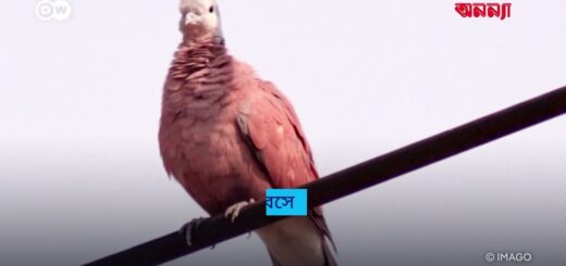 বিদ্যুতের লাইনে বসা পাখিরা বিদ্যুতায়িত হয় না কেন?