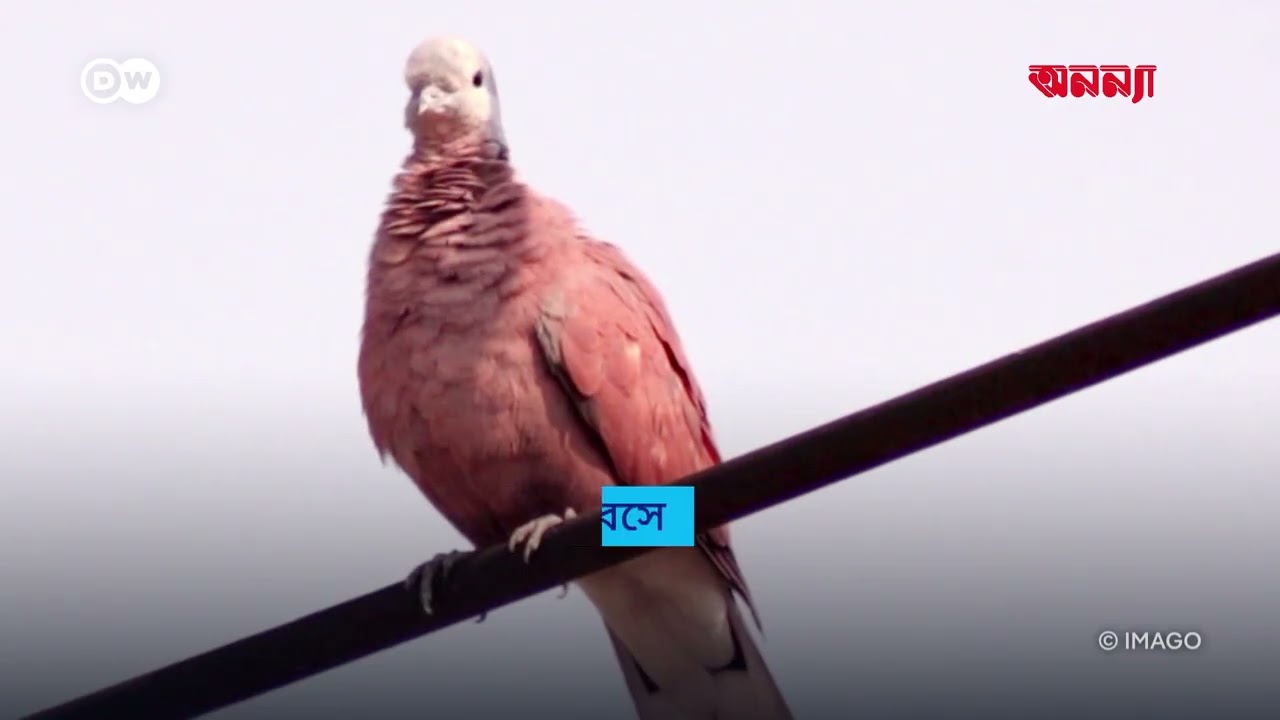 বিদ্যুতের লাইনে বসা পাখিরা বিদ্যুতায়িত হয় না কেন?