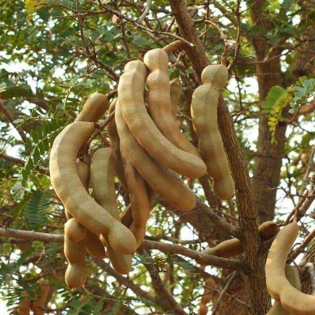 তেঁতুলের ৫ উপকারিতা