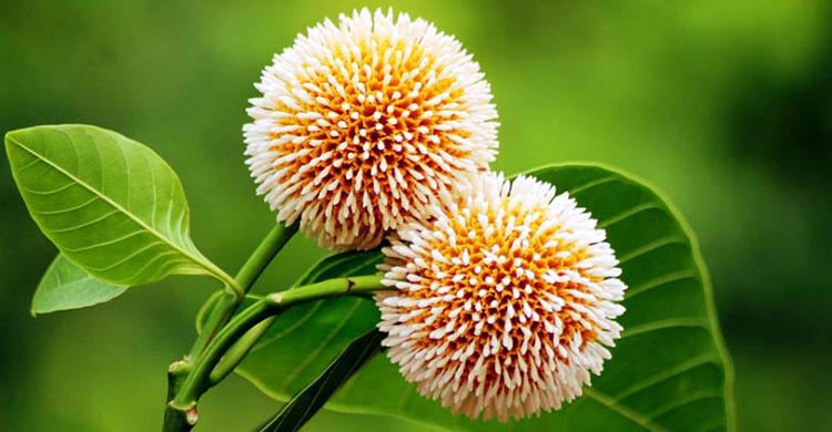 আষাঢ়ে কদম ফুল